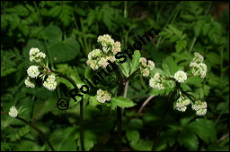 Wald-Sanikel, Sanicula europaea, Apiaceae, Sanicula europaea, Wald-Sanikel, Blühend Kauf von 00907sanicula_europaea_img_1951.jpg