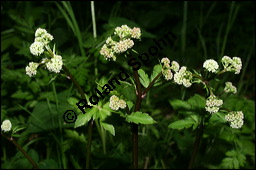 Wald-Sanikel, Sanicula europaea, Apiaceae, Sanicula europaea, Wald-Sanikel, Blühend Kauf von 00907sanicula_europaea_img_1952.jpg