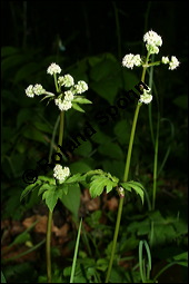 Wald-Sanikel, Sanicula europaea, Apiaceae, Sanicula europaea, Wald-Sanikel, Blühend Kauf von 00907sanicula_europaeaimg_1953.jpg