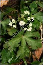 Wald-Sanikel, Sanicula europaea, Apiaceae, Sanicula europaea, Wald-Sanikel, Blühend Kauf von 00907sanicula_europaeaimg_7516.jpg