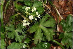 Wald-Sanikel, Sanicula europaea, Apiaceae, Sanicula europaea, Wald-Sanikel, Blühend Kauf von 00907sanicula_europaeaimg_7517.jpg
