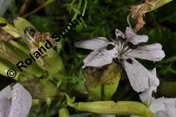 Echtes Seifenkraut, Gewöhnliches Seifenkraut, Saponaria officinalis, Caryophyllaceae, Saponaria officinalis, Echtes Seifenkraut, Gewöhnliches Seifenkraut, Habitus blühend Kauf von 00910_saponaria_officinalis_dsc_2917.jpg