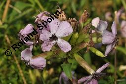 Echtes Seifenkraut, Gewöhnliches Seifenkraut, Saponaria officinalis, Caryophyllaceae, Saponaria officinalis, Echtes Seifenkraut, Gewöhnliches Seifenkraut, Habitus blühend Kauf von 00910_saponaria_officinalis_dsc_2926.jpg