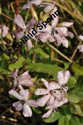 Echtes Seifenkraut, Gewöhnliches Seifenkraut, Saponaria officinalis, Caryophyllaceae, Saponaria officinalis, Echtes Seifenkraut, Gewöhnliches Seifenkraut, Habitus blühend Kauf von 00910_saponaria_officinalis_dsc_2927.jpg