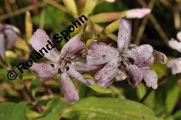 Echtes Seifenkraut, Gewöhnliches Seifenkraut, Saponaria officinalis, Caryophyllaceae, Saponaria officinalis, Echtes Seifenkraut, Gewöhnliches Seifenkraut, Habitus blühend Kauf von 00910_saponaria_officinalis_dsc_2928.jpg