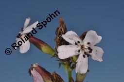 Echtes Seifenkraut, Gewöhnliches Seifenkraut, Saponaria officinalis, Caryophyllaceae, Saponaria officinalis, Echtes Seifenkraut, Gewöhnliches Seifenkraut, Habitus blühend Kauf von 00910_saponaria_officinalis_dsc_3477.jpg