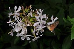 Echtes Seifenkraut, Gewöhnliches Seifenkraut, Saponaria officinalis, Caryophyllaceae, Saponaria officinalis, Echtes Seifenkraut, Gewöhnliches Seifenkraut, Habitus blühend Kauf von 00910_saponaria_officinalis_dsc_5196.jpg