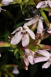 Echtes Seifenkraut, Gewöhnliches Seifenkraut, Saponaria officinalis, Caryophyllaceae, Saponaria officinalis, Echtes Seifenkraut, Gewöhnliches Seifenkraut, Habitus blühend Kauf von 00910_saponaria_officinalis_dsc_5198.jpg