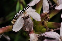 Echtes Seifenkraut, Gewöhnliches Seifenkraut, Saponaria officinalis, Caryophyllaceae, Saponaria officinalis, Echtes Seifenkraut, Gewöhnliches Seifenkraut, Habitus blühend Kauf von 00910_saponaria_officinalis_dsc_5200.jpg