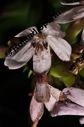 Echtes Seifenkraut, Gewhnliches Seifenkraut, Saponaria officinalis, Caryophyllaceae, Saponaria officinalis, Echtes Seifenkraut, Gewhnliches Seifenkraut, Habitus blhend Kauf von 00910_saponaria_officinalis_dsc_5201.jpg