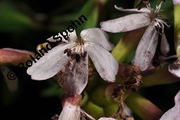 Echtes Seifenkraut, Gewhnliches Seifenkraut, Saponaria officinalis, Caryophyllaceae, Saponaria officinalis, Echtes Seifenkraut, Gewhnliches Seifenkraut, Habitus blhend Kauf von 00910_saponaria_officinalis_dsc_5202.jpg