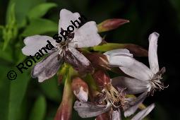 Echtes Seifenkraut, Gewöhnliches Seifenkraut, Saponaria officinalis, Caryophyllaceae, Saponaria officinalis, Echtes Seifenkraut, Gewöhnliches Seifenkraut, Habitus blühend Kauf von 00910_saponaria_officinalis_dsc_5206.jpg