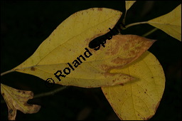 Sassafras-Baum, Nelkenzimt-Baum, Fenchelholz-Baum, Sassafras albidum, Lauraceae, Sassafras albidum, Sassafras, Fenchelholzbaum, Nelkenzimtbaum, Blühend Kauf von 00912sassafras_albidumimg_4542.jpg