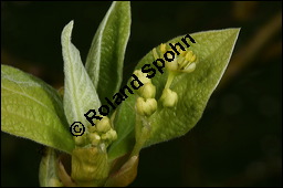 Sassafras-Baum, Nelkenzimt-Baum, Fenchelholz-Baum, Sassafras albidum, Lauraceae, Sassafras albidum, Sassafras, Fenchelholzbaum, Nelkenzimtbaum, Blühend Kauf von 00912sassafras_albidumimg_6813.jpg