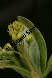 Sassafras-Baum, Nelkenzimt-Baum, Fenchelholz-Baum, Sassafras albidum, Lauraceae, Sassafras albidum, Sassafras, Fenchelholzbaum, Nelkenzimtbaum, Blühend Kauf von 00912sassafras_albidumimg_6814.jpg