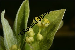 Sassafras-Baum, Nelkenzimt-Baum, Fenchelholz-Baum, Sassafras albidum, Lauraceae, Sassafras albidum, Sassafras, Fenchelholzbaum, Nelkenzimtbaum, Blühend Kauf von 00912sassafras_albidumimg_6815.jpg