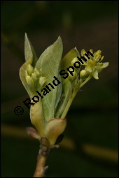 Sassafras-Baum, Nelkenzimt-Baum, Fenchelholz-Baum, Sassafras albidum, Lauraceae, Sassafras albidum, Sassafras, Fenchelholzbaum, Nelkenzimtbaum, Blühend Kauf von 00912sassafras_albidumimg_6817.jpg