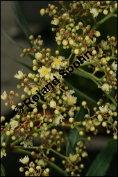 Brasilianischer Pfefferbaum, Schinus molle, Anacardiaceae, Schinus molle, Brasilianischer Pfefferbaum, Roter Pfeffer, fruchtend Kauf von 00915schinus_molleimg_3073.jpg