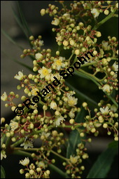 Brasilianischer Pfefferbaum, Schinus molle, Anacardiaceae, Schinus molle, Brasilianischer Pfefferbaum, Roter Pfeffer, fruchtend Kauf von 00915schinus_molleimg_3073.jpg