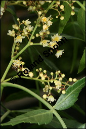 Brasilianischer Pfefferbaum, Schinus molle, Anacardiaceae, Schinus molle, Brasilianischer Pfefferbaum, Roter Pfeffer, fruchtend Kauf von 00915schinus_molleimg_3074.jpg