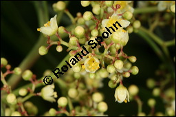 Brasilianischer Pfefferbaum, Schinus molle, Anacardiaceae, Schinus molle, Brasilianischer Pfefferbaum, Roter Pfeffer, fruchtend Kauf von 00915schinus_molleimg_3075.jpg