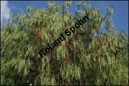 Brasilianischer Pfefferbaum, Schinus molle, Anacardiaceae, Schinus molle, Brasilianischer Pfefferbaum, Roter Pfeffer, fruchtend Kauf von 00915schinus_molleimg_4720.jpg