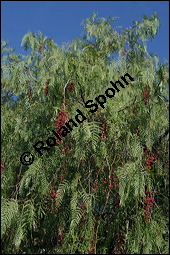 Brasilianischer Pfefferbaum, Schinus molle, Anacardiaceae, Schinus molle, Brasilianischer Pfefferbaum, Roter Pfeffer, fruchtend Kauf von 00915schinus_molleimg_4721.jpg