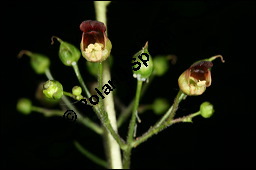 Knotige Braunwurz, Scrophularia nodosa, Scrophulariaceae, Scrophularia nodosa, Knotige Braunwurz, Blühend Kauf von 00919scrophularia_nodosaimg_2435.jpg