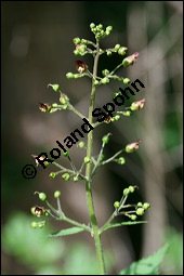 Knotige Braunwurz, Scrophularia nodosa, Scrophulariaceae, Scrophularia nodosa, Knotige Braunwurz, Blühend Kauf von 00919scrophularia_nodosaimg_2436.jpg