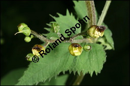 Knotige Braunwurz, Scrophularia nodosa, Scrophulariaceae, Scrophularia nodosa, Knotige Braunwurz, Blühend Kauf von 00919scrophularia_nodosaimg_7684.jpg