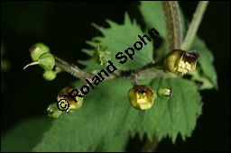 Knotige Braunwurz, Scrophularia nodosa, Scrophulariaceae, Scrophularia nodosa, Knotige Braunwurz, Blhend Kauf von 00919scrophularia_nodosaimg_7685.jpg