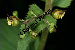 Knotige Braunwurz, Scrophularia nodosa, Scrophulariaceae, Scrophularia nodosa, Knotige Braunwurz, Blühend Kauf von 00919scrophularia_nodosaimg_7686.jpg