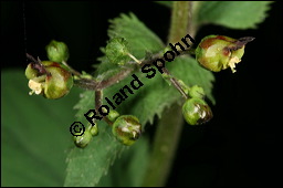 Knotige Braunwurz, Scrophularia nodosa, Scrophulariaceae, Scrophularia nodosa, Knotige Braunwurz, Blhend Kauf von 00919scrophularia_nodosaimg_7686.jpg