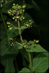 Knotige Braunwurz, Scrophularia nodosa, Scrophulariaceae, Scrophularia nodosa, Knotige Braunwurz, Blhend Kauf von 00919scrophularia_nodosaimg_7687.jpg