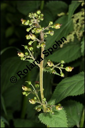 Knotige Braunwurz, Scrophularia nodosa, Scrophulariaceae, Scrophularia nodosa, Knotige Braunwurz, Blhend Kauf von 00919scrophularia_nodosaimg_7688.jpg