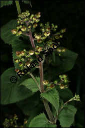 Knotige Braunwurz, Scrophularia nodosa, Scrophulariaceae, Scrophularia nodosa, Knotige Braunwurz, Blühend Kauf von 00919scrophularia_nodosaimg_7689.jpg