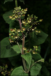 Knotige Braunwurz, Scrophularia nodosa, Scrophulariaceae, Scrophularia nodosa, Knotige Braunwurz, Blühend Kauf von 00919scrophularia_nodosaimg_7690.jpg