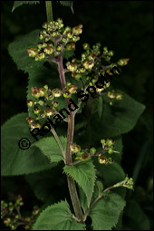 Knotige Braunwurz, Scrophularia nodosa, Scrophulariaceae, Scrophularia nodosa, Knotige Braunwurz, Blhend Kauf von 00919scrophularia_nodosaimg_7690.jpg