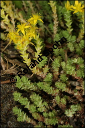 Scharfer Mauerpfeffer, Sedum acre, Crassulaceae, Sedum acre, Scharfer Mauerpfeffer, Blühend Kauf von 00920sedum_acreimg_8307.jpg
