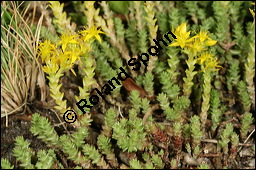 Scharfer Mauerpfeffer, Sedum acre, Crassulaceae, Sedum acre, Scharfer Mauerpfeffer, Blühend Kauf von 00920sedum_acreimg_8308.jpg