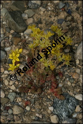 Scharfer Mauerpfeffer, Sedum acre, Crassulaceae, Sedum acre, Scharfer Mauerpfeffer, Blühend Kauf von 00920sedum_acreimg_8362.jpg