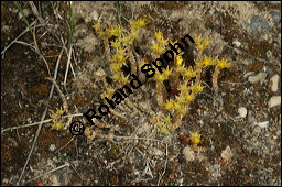 Scharfer Mauerpfeffer, Sedum acre, Crassulaceae, Sedum acre, Scharfer Mauerpfeffer, Blhend Kauf von 00920sedum_acreimg_8367.jpg