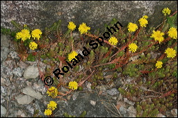 Tripmadam, Felsen-Fetthenne, Felsen-Mauerpfeffer, Sedum reflexum, Sedum rupestre ssp. rupestre, Crassulaceae, Sedum reflexum, Sedum rupestre ssp. rupestre, Tripmadam, Felsen-Fetthenne, Felsen-Mauerpfeffer, Blühend Kauf von 00921sedum_reflexumimg_8025.jpg