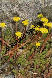 Tripmadam, Felsen-Fetthenne, Felsen-Mauerpfeffer, Sedum reflexum, Sedum rupestre ssp. rupestre, Crassulaceae, Sedum reflexum, Sedum rupestre ssp. rupestre, Tripmadam, Felsen-Fetthenne, Felsen-Mauerpfeffer, Blühend Kauf von 00921sedum_reflexumimg_8026.jpg