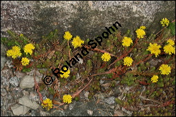 Tripmadam, Felsen-Fetthenne, Felsen-Mauerpfeffer, Sedum reflexum, Sedum rupestre ssp. rupestre, Crassulaceae, Sedum reflexum, Sedum rupestre ssp. rupestre, Tripmadam, Felsen-Fetthenne, Felsen-Mauerpfeffer, Blühend Kauf von 00921sedum_reflexumimg_8028.jpg