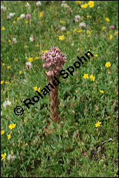 Echte Hauswurz, Sempervivum tectorum, Crassulaceae, Sempervivum tectorum, Echte Hauswurz, Dach-Hauswurz, Habitus blühend, Wildvorkommen am Lang-Gletscher Kauf von 00925sempervivum_tectorumimg_3341.jpg