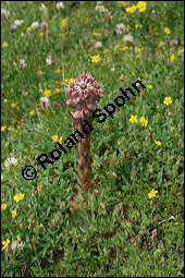 Echte Hauswurz, Sempervivum tectorum, Crassulaceae, Sempervivum tectorum, Echte Hauswurz, Dach-Hauswurz, Habitus blühend, Wildvorkommen am Lang-Gletscher Kauf von 00925sempervivum_tectorumimg_3341.jpg