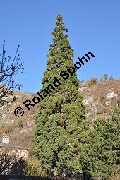 Mammutbaum, Bergmammutbaum, Wellingtonie, Sequoiadendron giganteum, Wellingtonia gigantea, Sequoia gigantea, Taxodiaceae, Sequoiadendron giganteum, Wellingtonia gigantea, Sequoia gigantea, Mammutbaum, Bergmammutbaum, Wellingtonie, Stamm Kauf von 00927_sequoiadendron_giganteum_dsc_1280.jpg