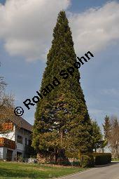 Mammutbaum, Bergmammutbaum, Wellingtonie, Sequoiadendron giganteum, Wellingtonia gigantea, Sequoia gigantea, Taxodiaceae, Sequoiadendron giganteum, Wellingtonia gigantea, Sequoia gigantea, Mammutbaum, Bergmammutbaum, Wellingtonie, Stamm Kauf von 00927_sequoiadendron_giganteum_dsc_3298.jpg