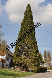 Mammutbaum, Bergmammutbaum, Wellingtonie, Sequoiadendron giganteum, Wellingtonia gigantea, Sequoia gigantea, Taxodiaceae, Sequoiadendron giganteum, Wellingtonia gigantea, Sequoia gigantea, Mammutbaum, Bergmammutbaum, Wellingtonie, Stamm Kauf von 00927_sequoiadendron_giganteum_dsc_3299.jpg